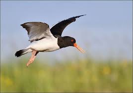 Attēlu rezultāti vaicājumam “Haematopus ostralegus adult”