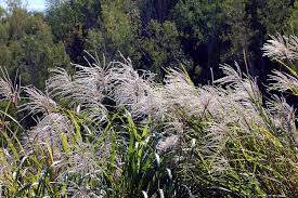 Image result for Miscanthus sinensis Zebrina