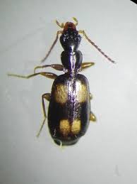 Attēlu rezultāti vaicājumam “Calodromius spilotus”