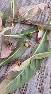 Attēlu rezultāti vaicājumam “Calybites phasianipennella”