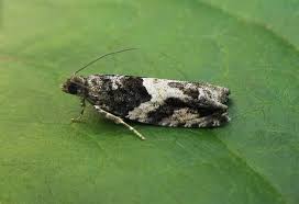 Attēlu rezultāti vaicājumam “Epinotia trigonella”