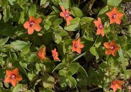 Attēlu rezultāti vaicājumam “Anagallis arvensis leaf”