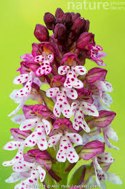 Attēlu rezultāti vaicājumam “Orchis ustulata”