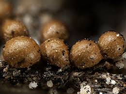 Attēlu rezultāti vaicājumam “Trichia contorta”