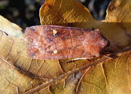 Attēlu rezultāti vaicājumam “Eupsilia transversa”