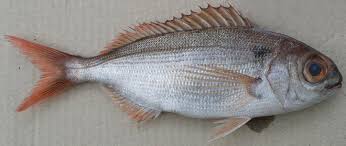 Image result for Pagellus bogaraveo