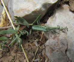 Attēlu rezultāti vaicājumam “Hadula trifolii larva”