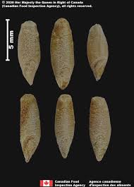 Attēlu rezultāti vaicājumam “Secale cereale”