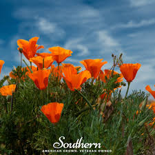 Attēlu rezultāti vaicājumam “Eschscholzia californica flower”