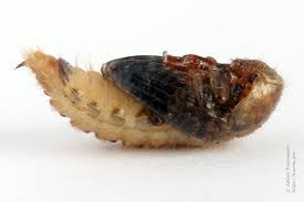 Attēlu rezultāti vaicājumam “Dermestes murinus”