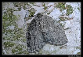 Attēlu rezultāti vaicājumam “Epirrita sp.”