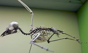 Image result for Glareola maldivarum