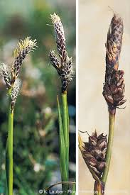 Attēlu rezultāti vaicājumam “Carex ericetorum”