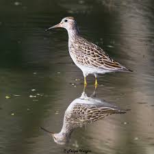 Image result for Calidris melanotos