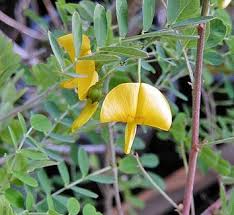 Image result for Colutea x media (arborescens x orientalis)