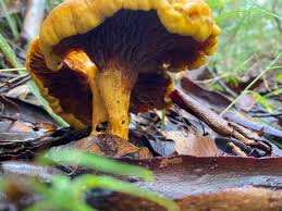 Attēlu rezultāti vaicājumam “Cantharellus cibarius”