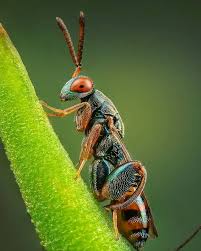 Attēlu rezultāti vaicājumam “Fuligo licentii macro”