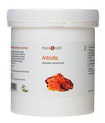 Attēlu rezultāti vaicājumam “Antrodia”