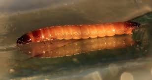 Attēlu rezultāti vaicājumam “Agrypnus murinus”