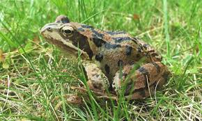 Attēlu rezultāti vaicājumam “Rana temporaria adult”