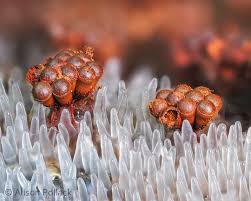 Attēlu rezultāti vaicājumam “Metatrichia vesparia spores”