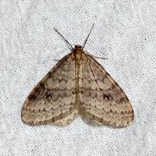 Attēlu rezultāti vaicājumam “Operophtera”