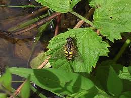 Attēlu rezultāti vaicājumam “Helophilus sp.”