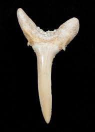 Image result for Carcharias