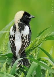 Image result for Dolichonyx oryzivorus