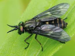 Attēlu rezultāti vaicājumam “Chrysops”