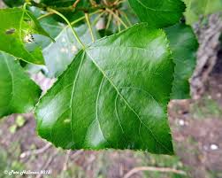 Attēlu rezultāti vaicājumam “Populus nigra Italica”