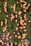 Attēlu rezultāti vaicājumam “Nectria episphaeria”