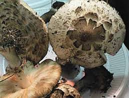 Attēlu rezultāti vaicājumam “Macrolepiota rhacodes var. bohemica”