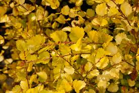 Attēlu rezultāti vaicājumam “Betula nana”