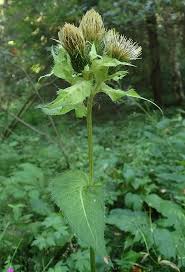Attēlu rezultāti vaicājumam “Cirsium oleraceum leaf”