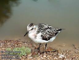 Attēlu rezultāti vaicājumam “Calidris alba”
