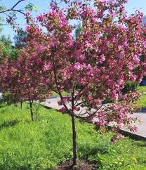 Attēlu rezultāti vaicājumam “Malus purpurea”
