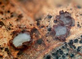 Attēlu rezultāti vaicājumam “Mollisia amenticola”