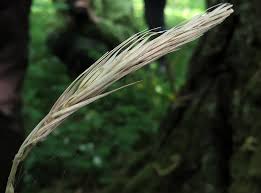 Attēlu rezultāti vaicājumam “Hordelymus europaeus fruit”