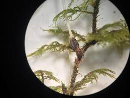 Attēlu rezultāti vaicājumam “Eocronartium muscicola”