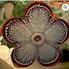 Attēlu rezultāti vaicājumam “Asclepiadaceae”