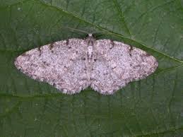 Attēlu rezultāti vaicājumam “Aethalura punctulata”