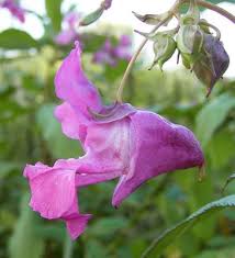 Attēlu rezultāti vaicājumam “Impatiens glandulifera flower”