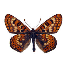 Attēlu rezultāti vaicājumam “Euphydrias aurinia”