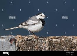 Attēlu rezultāti vaicājumam “Motacilla alba adult”