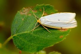 Attēlu rezultāti vaicājumam “Cybosia mesomella”