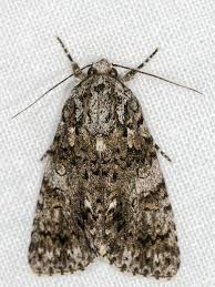 Attēlu rezultāti vaicājumam “Acronicta rumicis”