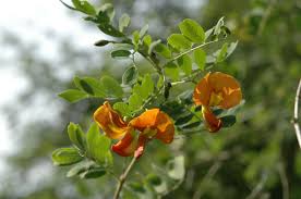 Image result for Colutea arborescens