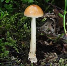 Attēlu rezultāti vaicājumam “Amanita crocea”