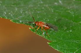 Attēlu rezultāti vaicājumam “Biorhiza pallida”